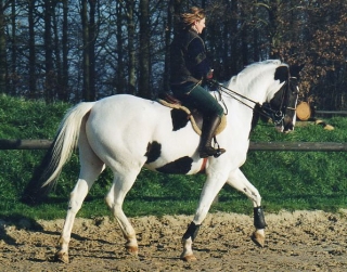  Concursos y cursos de equitación en los 27 